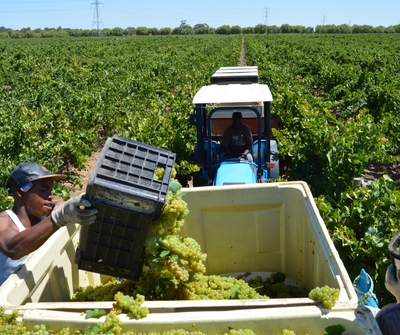 Showcasing the Versatility of Plastic Agricultural Crates: What Are Plastic Crates Used For?