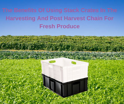 The Benefits Of Using Stack Crates In The Harvesting And Post Harvest Chain For Fresh Produce