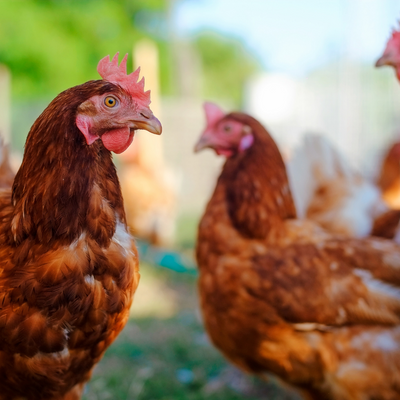 How To Start a Poultry Farming Business in South Africa